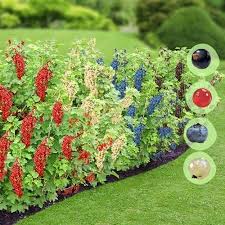 Vitamin Hecke 4 Straucher Beerenstraucher Heckenpflanzen Und Garten
