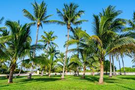 15 Miami Quotes Captions To Make You Crave The Beach