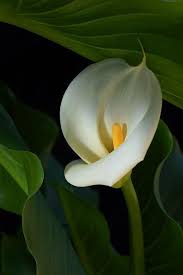 20 Most Beautiful Flowers In The World Zantedeschia Aethiopica Most Beautiful Flowers Zantedeschia