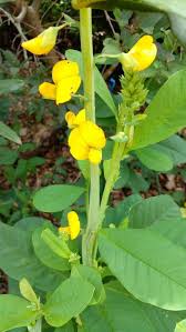 Image result for Crotalaria spectabilis