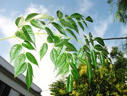 Image result for Melia azedarach