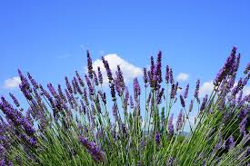 Image result for Lavandula angustifolia Vera