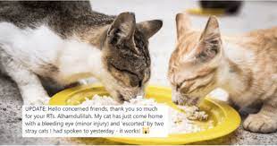 Mempelajari gerakan kaki kucing sangat penting dalam membangun hubungan yang baik dengan hewan peliharaan anda. Mitos Minta Tolong Kucing Liar Carikan Kucing Kita Yang Hilang Berkesan Ramai Dah Cuba