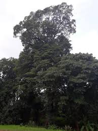 Image result for Breonadia