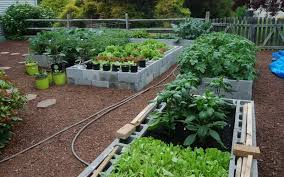 Anda dapat menanam buah favorit, sayur yang disukai seluruh anggota keluarga, atau bunga yang harum. Duh Ingin Berkebun Tapi Lahan Sempit Coba 3 Cara Ini Okezone Lifestyle