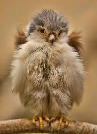 A Very Fluffy Little Baby Bird Animals Fluffy Animals Cute Animals