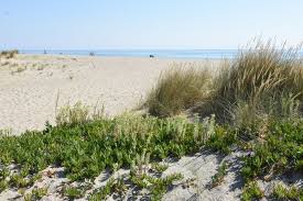 Le chemin qui y mène est assez difficile d'accès. Campingplatz Frankreich Mittelmeer Strand Pyrenees Orientales áƒ Le Palais De La Mer