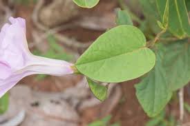 Image result for Ipomoea dichroa