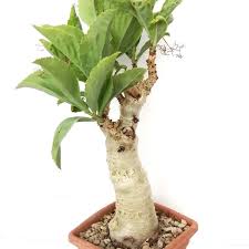 Image result for Cyphostemma jaegeri