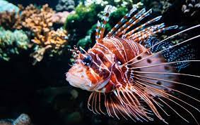 Check spelling or type a new query. 11 Of The Most Beautiful Marine Fish To Keep