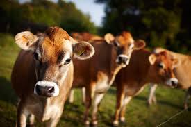 Is the miniature jersey cow the perfect family cow? Jersey Cows By Devaraj Dairy Farms Jersey Cows From Erode Tamil Nadu India Id 4300205