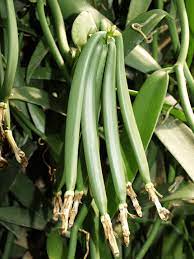 Photos Report Growing Vanilla Under Greenhouses In Tahiti Horti Generation