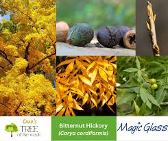 Image result for Carya