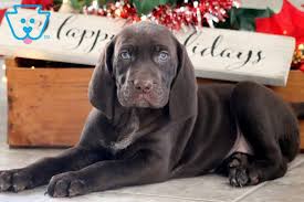 If you are unable to find your german shorthaired pointer puppy in our puppy for sale or dog for sale sections, please consider looking thru thousands of german shorthaired pointer dogs for adoption. Chocolate German Shorthaired Pointer Puppy For Sale Keystone Puppies