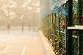 We did not find results for: Hd Wallpaper Basketball Court With Green Fence Plant Nature Outdoors Urban Wallpaper Flare