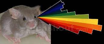 Lab Mice Engineered With Human Protein Get Enhanced Color Vision Techshout