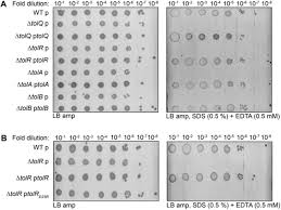What happened to annjeannette whaley and vianey & allen from tlc hit series my 600 lb life? A Trans Envelope Complex Maintains Outer Membrane Lipid Homeostasis Via Retrograde Phospholipid Transport In Escherichia Coli Biorxiv