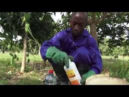 Tuer Des Mouches Des Fruits Avec Des Appats Youtube