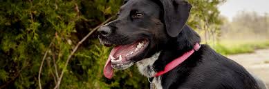 Itchy skin is a very common problem. My Dog Is Scratching But Doesn T Have Fleas Greencross Vets