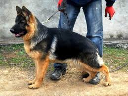 Pets pakistan german shepherd and labrador puppies for sale in. Importing Gsd To Pakistan Page 1