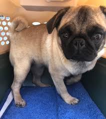 Animalssale found 1270 french bulldog puppies for sale in usa, which meet your criteria. Vancouver Island Breeder Hands Over 21 Dogs Found In Unacceptable Living Conditions