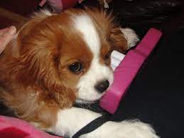 Titanium Implants Cavalier King Charles Dog King Charles Dog Cavalier King Spaniel