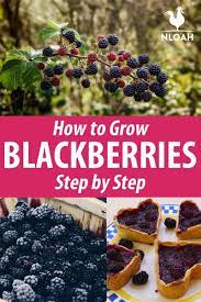 How To Grow Blackberries Step By Step New Life On A Homestead Growing Blackberries Blackberry Plants Survival Gardening
