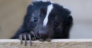 Weird pets you can own: Pet Skunks Where They Re Legal And How To Care For One Or Two