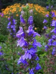 Great Blue Lobelia Lobelia Siphilitica Wild Flowers Plants Trees To Plant