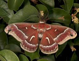Image result for Vernonella chthonocephala