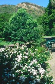 Image result for Jasminum stenolobum