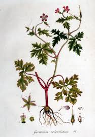 Herb robert is a vigorous colonizer in forests and can spread rapidly, leading some gardeners to dislike this plant. Wednesday Weed Herb Robert Bug Woman Adventures In London
