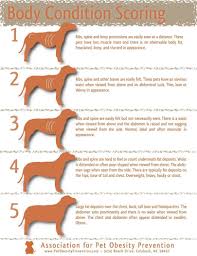 is your dog overweight underweight how to tell if your pet