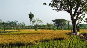 Pemandangan sawah padi di kampung pemandanganoce sumber pemandanganoce.blogspot.com. Padi Menguning Emas Di Sawah Fotografi Mi Community Xiaomi