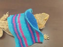 No but seriously it may stress them an. No Sew Bearded Dragon Jacket 8 Steps With Pictures Instructables