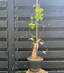 Image result for Kedrostis foetidissima