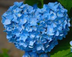 Maybe you would like to learn more about one of these? 9 Fakta Arti Dan Makna Bunga Hydrangea Kembang Bokor Bibitbunga Com