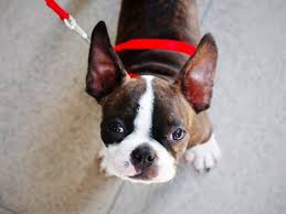 Boston terriers, originally bred to be pit fighters in england. Boston Terrier Guide The Essentials Facts On America S Favorite Black And White Dog The Dog People By Rover Com Boston Terrier Dogs Fun Facts History And How To Get One