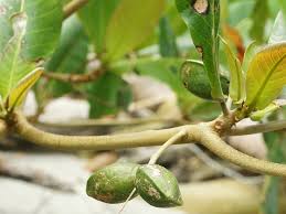 Flower buds are small, rounded and pale brown. Terminalia Catappa Wikipedia
