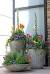 Evergreens In Containers