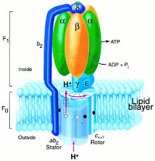 Atp synthase is a protein that catalyzes the formation of the energy storage molecule adenosine triphosphate (atp) using adenosine diphosphate (adp) and inorganic phosphate (p i ). The Preferred Stoichiometry Of C Subunits In The Rotary Motor Sector Of Escherichia Coli Atp Synthase Is 10 Pnas