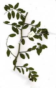 Image result for Capparis fascicularis