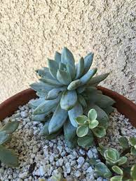 First they ate my sedums, then started on my graptoveria 'debbi,' which i have now brought inside. I Think Birds Are Eating My Succulents