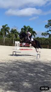 Elegant Horse Jumping in Wellington, Florida