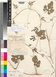 Image result for Agathisanthemum globosum