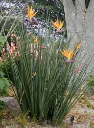 Image result for Strelitzia