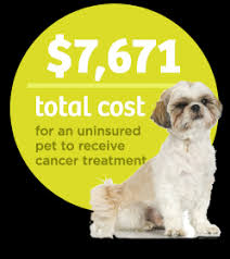 Pet insurance can be an affordable way to lower your pet's medical bills. Pets Best Pet Insurance Pet Health Insurance For Dogs Cats