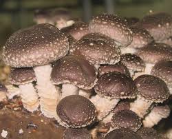 Image result for Lentinus edodes