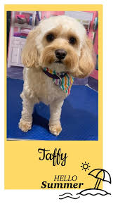 Canine Cuts-Grooming by Jodi