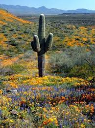 May 28, 2021 · may 28—a hint of crazy things to come may be playing out in the arizona desert — and it involves a giant species of cacti. Springtime In Sonoran Desert Arizona Wildflowers Beautiful Landscape Photography Beautiful Landscapes